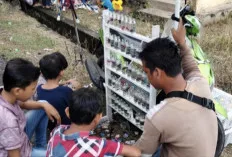 Jual Ikan Hias dari Bengkulu, Pedagang Ini Untung Jutaan Rupiah