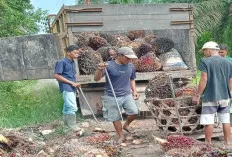 Harga Tandan Buah Segar Kelapa Sawit di Sanga Desa Stabil Jelang Tahun Baru