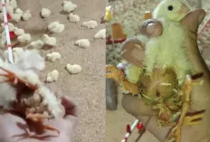 Geger, Peternak Ayam di Ogan Ilir Muara Kuang Temukan Anak Ayam Berkaki Empat
