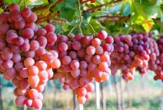 Buah Anggur Fermentasi, Apakah Benar Bisa Menyehatkan Tubuh?