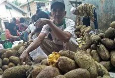 Musim Buah Cempedak, Lapak Pedagang Mulai Bermunculan