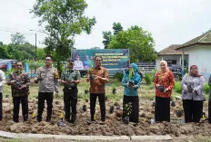 Penyuluh Pertanian Tanam 500 Bibit Cabai