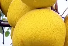 Buah Andalan untuk Pencernaan Sehat dan Bahagia