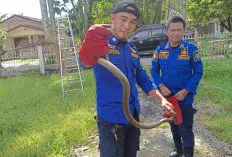 Aksi Heroik Damkar Muba: Tetap Siaga Evakuasi Ular di Hari Libur