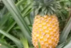 Tiga Buah dan Sayur Ini Bisa Jadi Minuman Probiotik Alami di Rumah