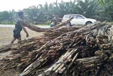 Usaha Rotan di Sanga Desa Muba Makin Menggeliat, Sekali Kirim ke Pulau Jawa 5 Sampai 6 Ton Rotan