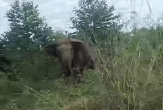 Puluhan Gajah Ngamuk di Jalur PALI-Musi Rawas, Pengendara Motor Panik!  