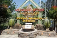 Wisata Agrowisata Kebun Belimbing Ngringinrejo, Sensasi Petik Buah Langsung dari Pohon di Bojonegoro