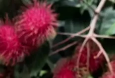 Rambutan: Buah Tropis Manis dengan Segudang Khasiat Kesehatan