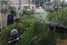 Pohon Besar Tumbang di PN Palembang, Lalu Lintas Jalan Merdeka Macet Total