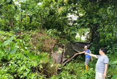 Puluhan Rumah Terancam Longsor, Ini Buktinya