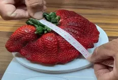 Ukuran Super! Buah-Buahan yang Mencetak Rekor Dunia