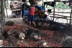 Masih Setia Menanam Kopi Meski Hasilnya Terbatas