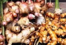 Jahe Miliki Banyak Manfaat 