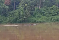 Debit Naik, Air Sungai Musi di Sanga Desa Lebih Keruh