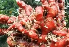 Jahe Merah: Rempah Hangat Kaya Khasiat, Penguat Imunitas dan Pereda Nyeri Alami