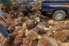 Petani Sawit di Kecamatan Lais Dapat Tersenyum, Harga TBS Stabil