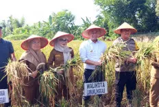 Wujudkan Swasembada Pangan, Pemkot Lubuk Linggau Gelar Panen Raya Bersama Petani
