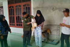  Cegah Rabies, Distan Prabumulih Vaksinasi Hewan Peliharaan Door to Door