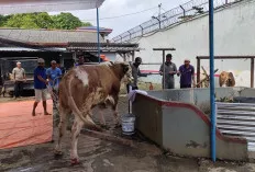 Rayakan Idul Adha 1445 H, Lapas Sekayu Bagikan Daging Hewan Kurban ke Warga Binaan 