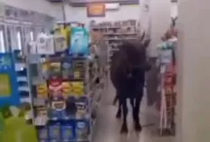 Sapi Masuk Minimarket dan Nyebur ke Sungai, Hebohkan Palembang Jelang Idul Adha