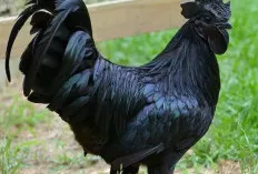 Ayam Cemani, Ras Ayam Eksotis Indonesia yang Diburu Kolektor Dunia