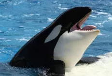 Mengenal Paus Orca, Predator Puncak dengan Strategi Berburu Unik