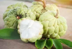 DEPRESI, Ini Solusinya, Khasiat Tersembunyi Pada Buah Srikaya, Bisa Bikin Mental Menjadi Kuat