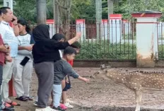 Waduh! Rusa Totol di Rumah Dinas Bupati Tinggal 13 Ekor, Kondisinya?