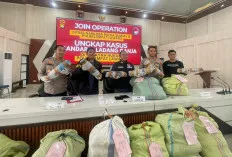 Ladang Ganja 3 Hektar di Empat Lawang Terbongkar, Bandar Ditangkap