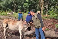 Diduga Terkena Penyakit Tenggorokan, Tiga Ekor Kerbau Mati Mendadak 