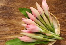 Bunga Kecombrang, Si Cantik Eksotis dengan Segudang Manfaat