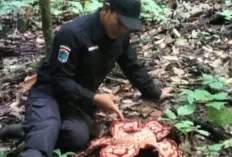 Rafflesia hasseltii Kembali Ditemukan di TNKS, Bukti Kekayaan Alam Sumatera Selatan