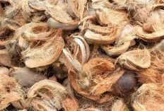 Ini Nih Manfaat Besar Kegunaan Sabut Kelapa, Ternyata Banyak!   