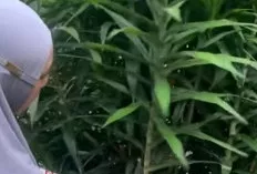 Lebih dari Sekadar Pewarna Hijau Alami: Menguak Manfaat Kesehatan Daun Suji