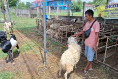 Permintaan Naik, Pedagang Hewan Kurban Ogan Ilir Panen Pesanan Jelang Idul Adha