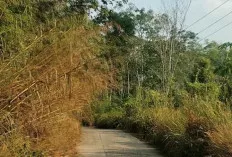 Halangi Jarak Pandang Pengendara, Rumput Ilalang Perlu Dilakukan Tebas Bayang 