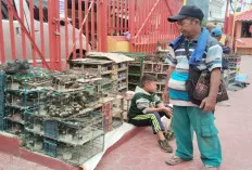 Wow! Pedagang Burung Pipit Raup Omset Puluhan Juta Rupiah, Tingginya Permintaan Selama Tahun Baru Imlek 2025