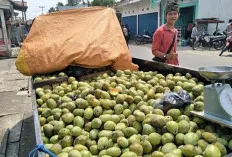 Laku hingga Ratusan Kilogram 