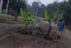 Warga Tanam Pisang di Jalan Rusak, Pemerintah Diminta Segera Bertindak