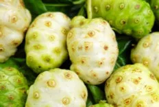 Mengkudu: Lebih dari Sekadar Buah dengan Aroma Khas