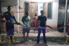 Damkar Muba Evakuasi Ular Sanca 4 Meter di Permukiman Warga Sekayu, Respons Cepat Tuai Apresiasi