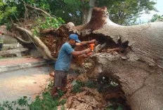Pohon Kapuk Tumbang Tutupi Jalan di Kayuagung, DLH Lakukan Evakuasi