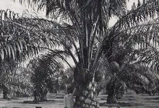 Sejarah Kelapa Sawit di Indonesia, Dari Masa Kolonial Hingga Menjadi Raja Minyak Dunia