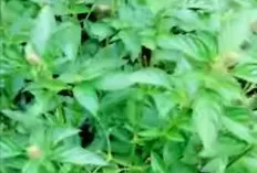 Daun Kemangi: Bukan Sekadar Pelengkap Lalapan, Mengungkap Manfaat Kesehatan yang Luar Biasa