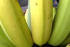 Keajaiban Pisang, Lebih dari Sekadar Buah Lezat