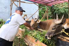 Lapak Hewan Kurban Mulai Ramai di Prabumulih, Pedagang Berikan Promo Khusus