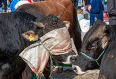 Idul Adha: Bukan Sekedar Tradisi, Tapi Momen Penting untuk Melatih Kesabaran dan Keikhlasan