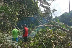 Masyarakat Bersama PT Medco Gotong Royong  di Jalur Jaringan PLN di Lokasi MOF Nusa Serasan 