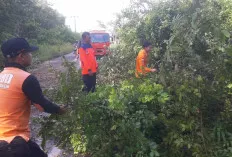 Cuaca Ekstrem, Angin Kencang Tumbangkan Pohon dan Putuskan Jaringan Listrik, BPBD Muba Langsung Tanggap Darura
